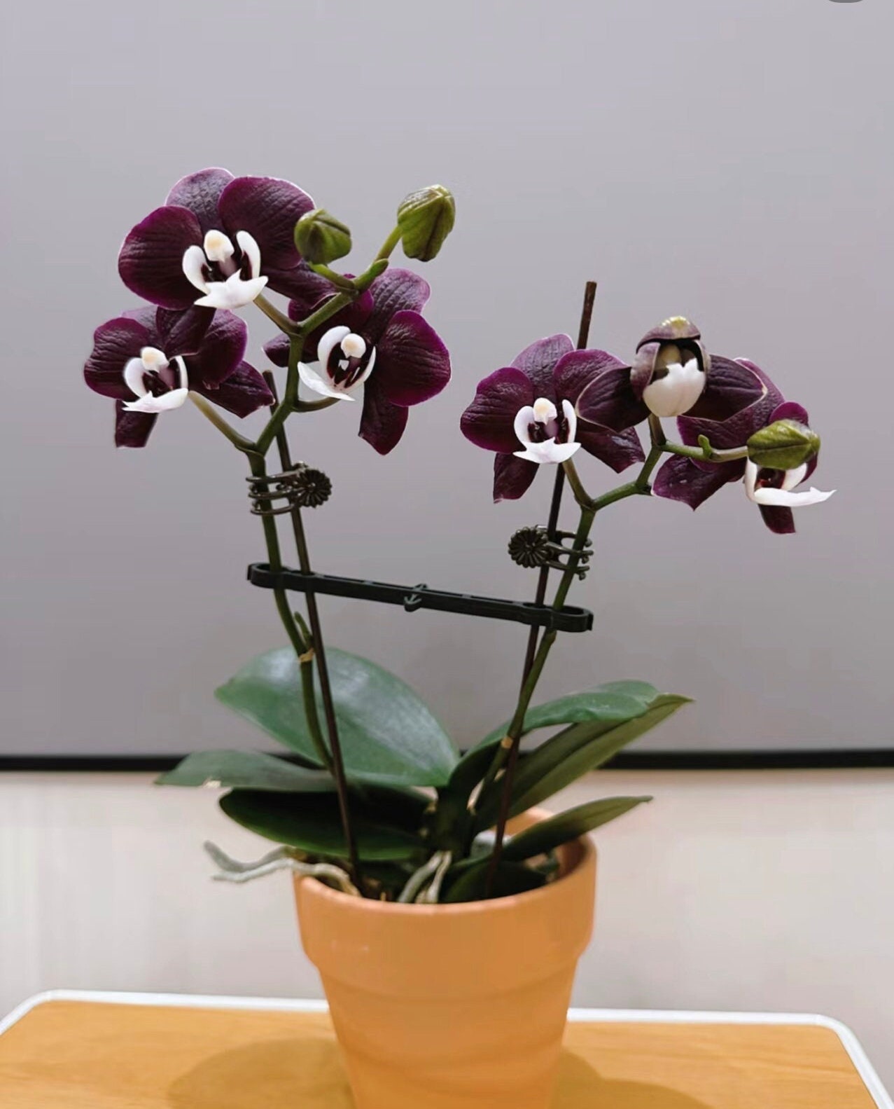 Phal. Kaoda Twinkle ‘Black Beauty’, multiflora, easy to grow