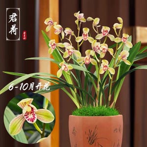 Cymbidium ensifolium ‘Jun He’ 建兰/四季兰 ‘君荷’, very fragrant, easy to bloom