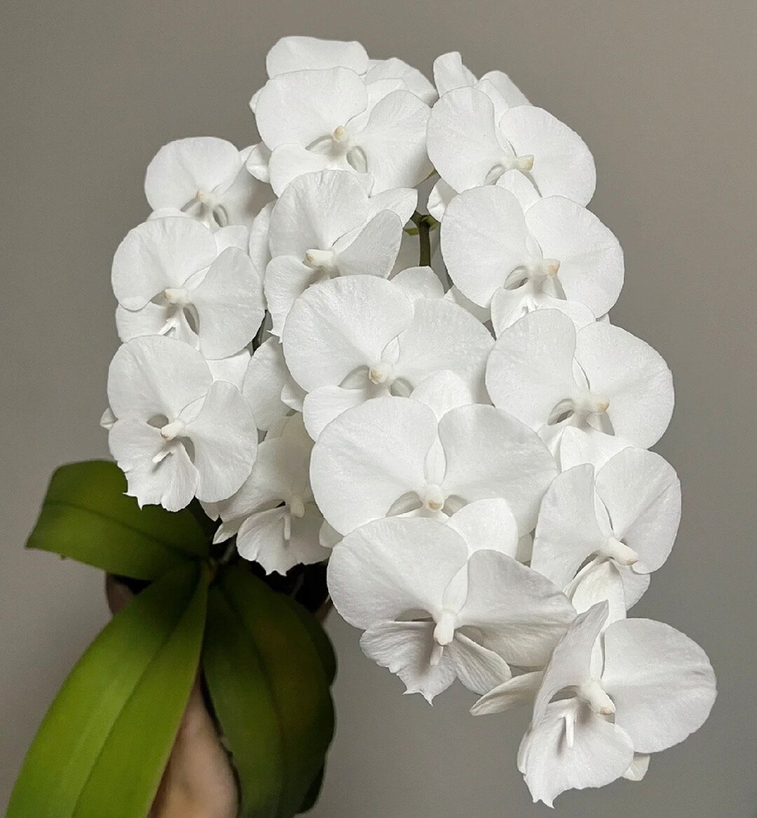 Phal. Charming Crystal Water “1287”, Award Winning Clone - Etsy