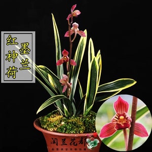 Cymbidium Sinese ‘’Oriental Red Divine Lotus‘’ with golden leaves, 墨兰 ‘东方红神荷’ - fragrant