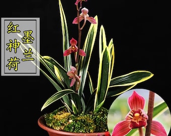 Cymbidium Sinese ‘’Oriental Red Divine Lotus‘’ with golden leaves, 墨兰 ‘东方红神荷’ - fragrant