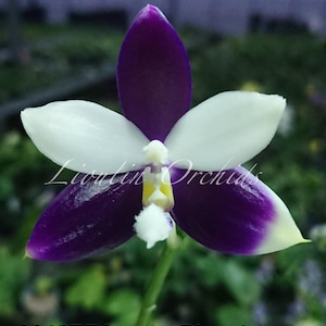 Very rare! Phal. Lioulin Blue Jenny 'Blue Dragonfly' (YL72)— unique flower patterns, random petal color in blue/purple or white