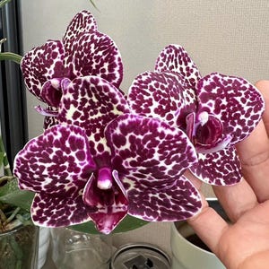 May include: A Phalaenopsis orchid plant featuring multiple blooms with a distinct pattern of deep purple, irregular spots against a creamy white background. The petals and sepals are rounded, showcasing a dense, speckled coloration throughout the flower.