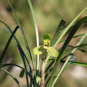 Cymbidium goeringii 'Gui Yuan Mei' 春蘭 桂圆梅, fragrant, Easy to care image 2