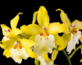 In spike! Oncidium Vuylstekeara Celtic Sun 'Maya', fragrant