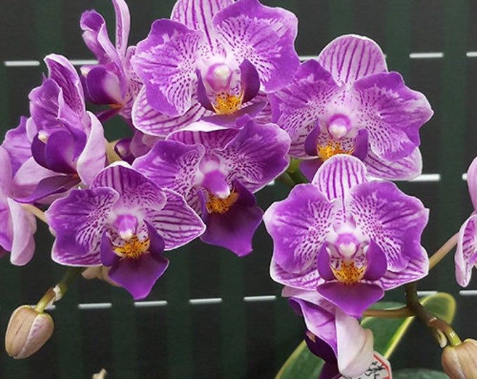 Phal. Sogo Vivien 'SOGO F858' (variegata & Peloric), Beautiful Foliage ...