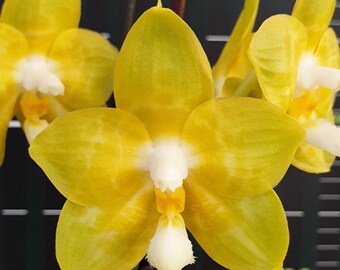 Very fragrant! Phal. Joy Spring Canary “Joy” AM/AOS