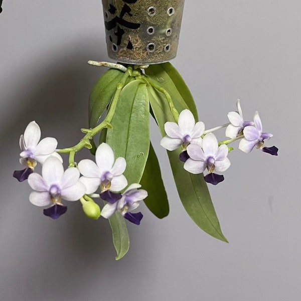 Rare! Phal Su’s Glad Kid ‘SWR Blue’, multifloral, fragrant