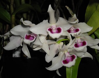 In spike! Den. parishii semi-alba, rare orchid species, very pleasant fragrance