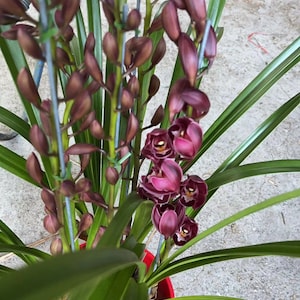 Rare dark flowers! Cymbidium ‘Black Pearl’, fragrant, ship bare-root