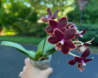 In spike/bloom! Phal. Chiada Stacy '607' — multiflora, long lasting flower