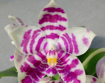 In short spike! Phal. Lyndon Mix Zebra '707'', fragrant!