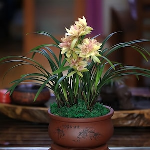Cymbidium ensifolium ‘Fu Shan Qi Die’ 建兰/四季兰 ‘富山奇蝶’, very fragrant