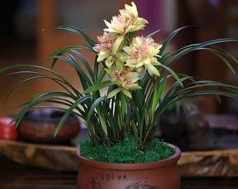 Cymbidium ensifolium ‘Fu Shan Qi Die’ 建兰/四季兰 ‘富山奇蝶’, very fragrant