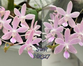 Very Rare! Phal Janine (lindenii x speciosa) 'M2327' , adorable pink flowers,  fragrant, mottled foliage