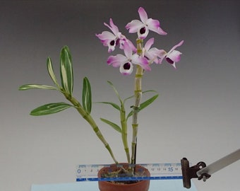Dendrobium nobile with variegated leaves, den species, sweet-scented, long-lasting flowers, very rare