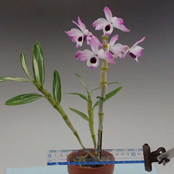 Dendrobium nobile with variegated leaves, den species, sweet-scented, long-lasting flowers, very rare
