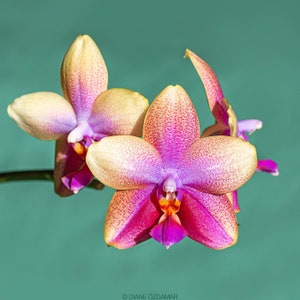 Phalaenopsis Silver leaf fragrance – Orchid Classics
