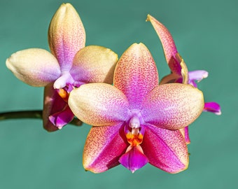 Phal. Sweet Memory - Liodoro, very sweet fragrance, big beautiful flowers, very famous clone!