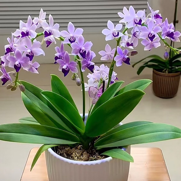 Phal. Tzu Chiang Sapphire "Sikibu", multiforal, sequential bloomer, light fragrance