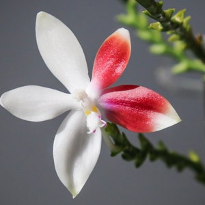 In spike Phal. tetraspis 'C1'species, unique flower color patterns, random petal color in red or white image 4