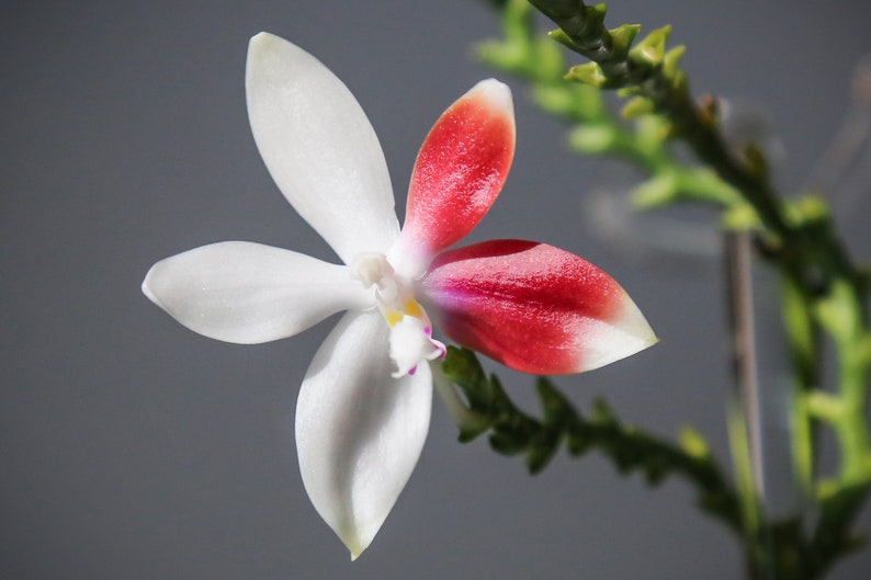 In spike Phal. tetraspis 'C1'species, unique flower color patterns, random petal color in red or white image 4
