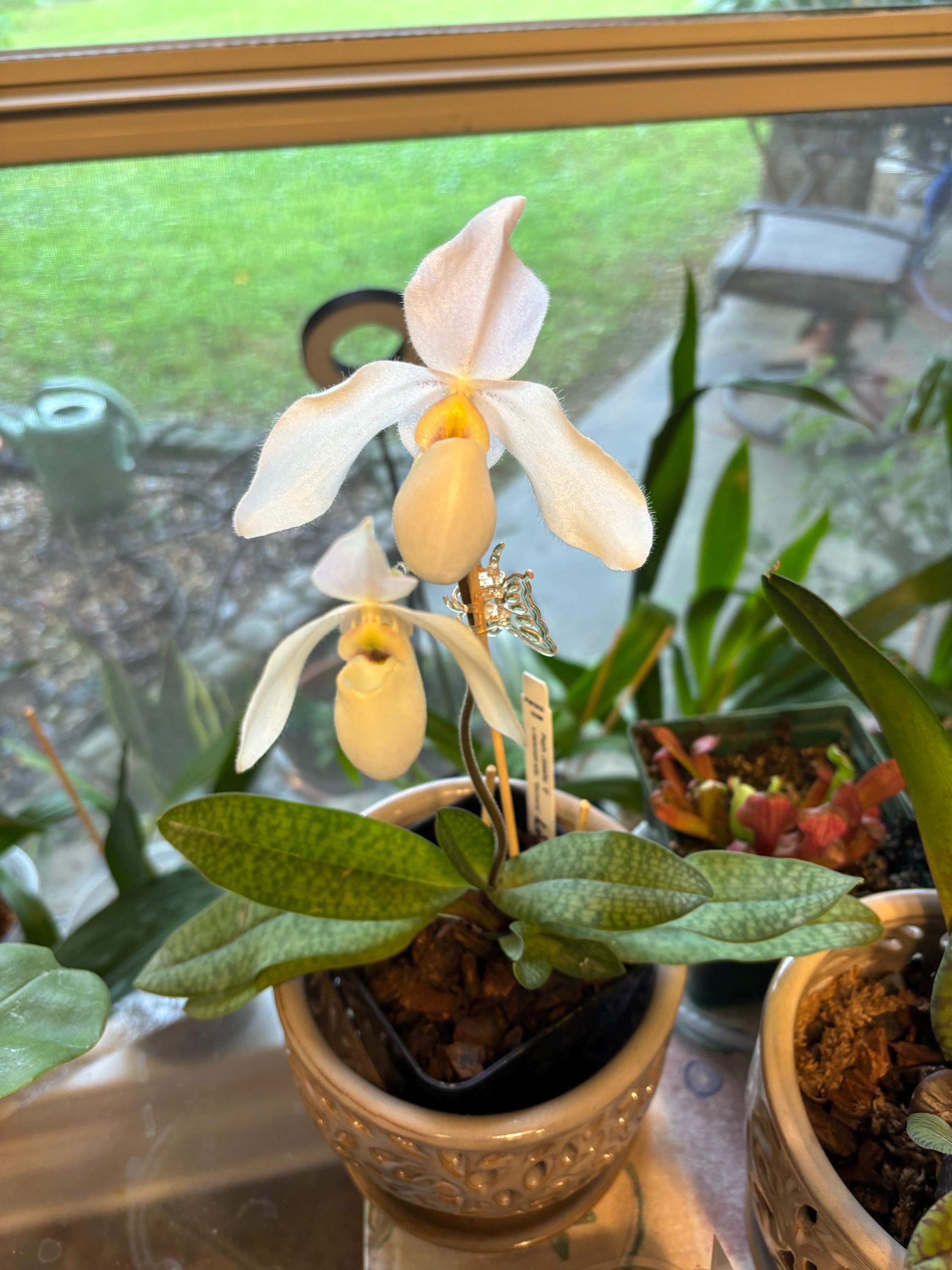In Spike/bud! Paph. Lily Pond (paph. Joséito Z X Delenatii Alba