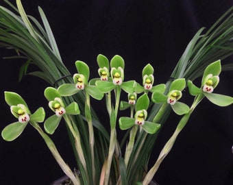 Cymbidium goeringii ‘Long Zi (Mr. Dragon)’ 春兰铭品 ‘龙字’ — “四大天王”& “国兰双壁”, fragrant