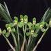 see more listings in the Asian Cymbidium section