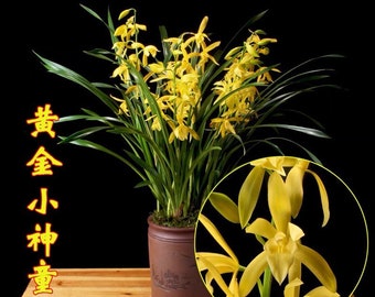 Cymbidium ensifolium Hybrid Golden Elf "Sundust" HCC/AOS, ‘黄金小神童’, g very fragrant, ship in original pot