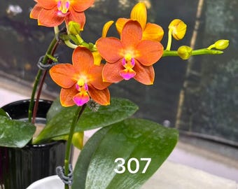 Phal.Chiali Little Gold x Phal.Yushan Little Orange- beautiful orange flowers, fragrant, compact orchid