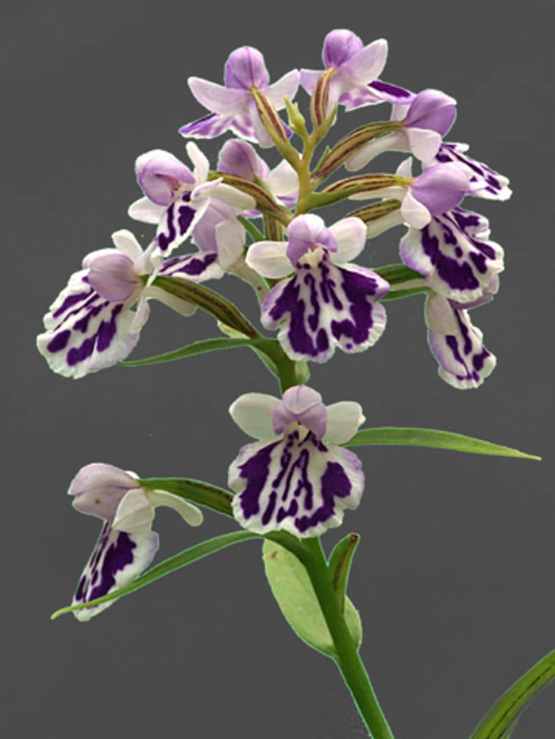 Ponerorchis graminifolia 羽蝶兰 bulbs seed from Japan, easy to care image 3