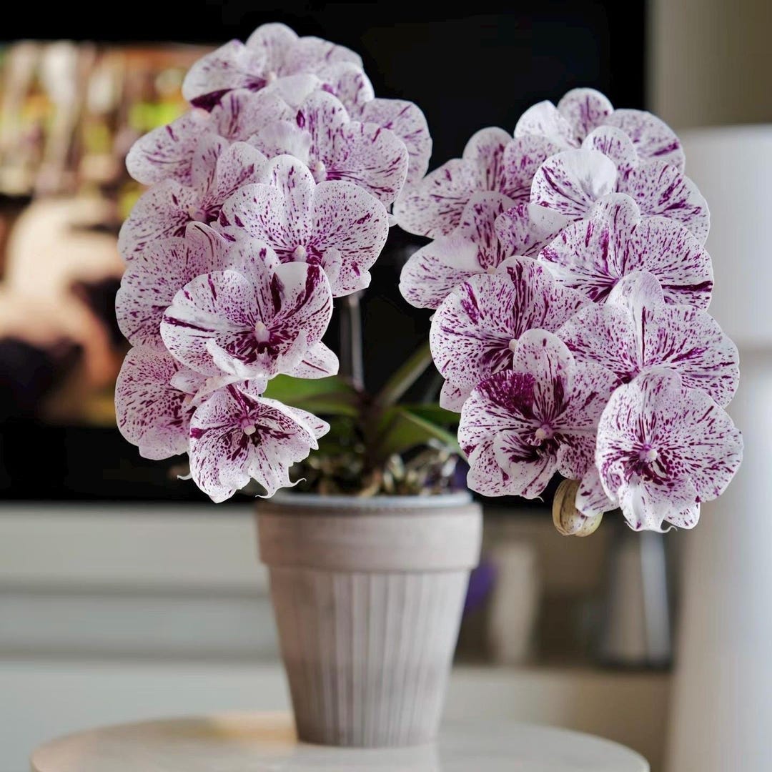 マトファー　マジフラワー Phal. Miki Meteor '121', Unique Flower Pattern, Multifloral, Can