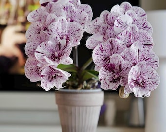 Phal. Miki Meteor '121', Unique Flower Pattern, Multifloral, Can