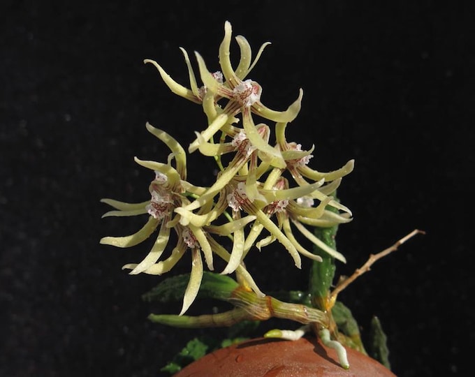Dendrobium Cucumerinum, Mini Orchid Species - Etsy