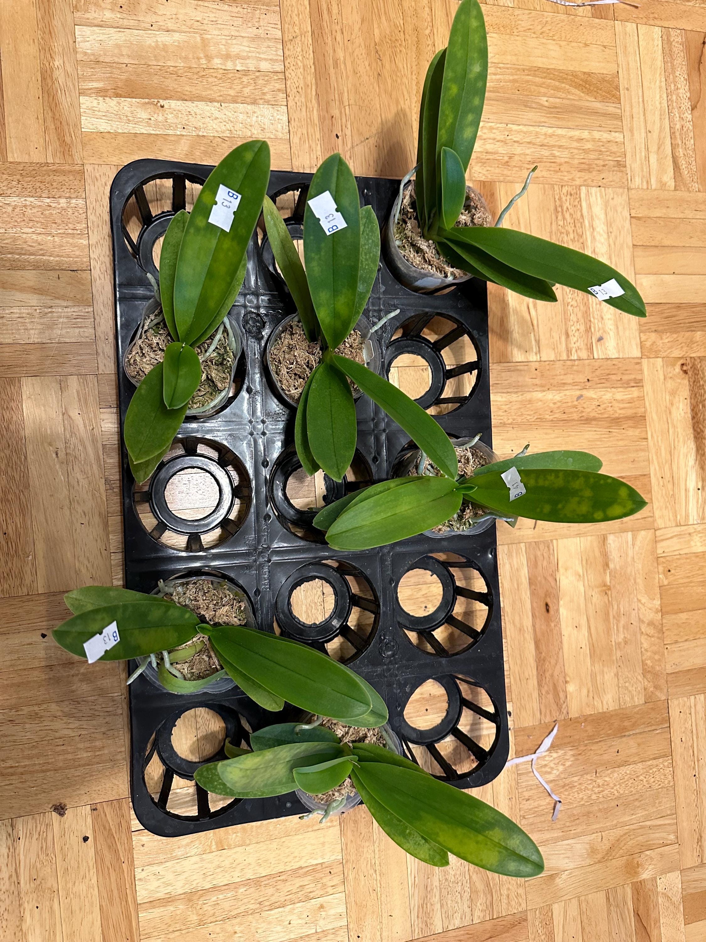 Phal. Tzu Chiang Sapphire 