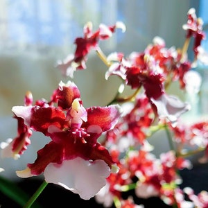 In spike/bloom! Oncidium Heaven Scent 'redolence', very fragrant chocolate scent