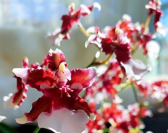 In spike/bloom! Oncidium Heaven Scent 'redolence', very fragrant chocolate scent