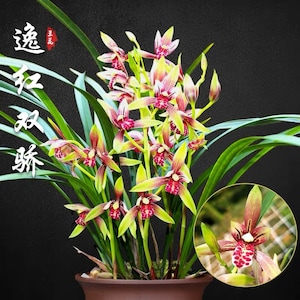 Beginner friendly! Cymbidium ensifolium “Yi Hong Shuang Jiao (Xiao Guo Hun)” 建兰/四季兰 ‘逸虹双娇 (小国魂)’, very fragrant