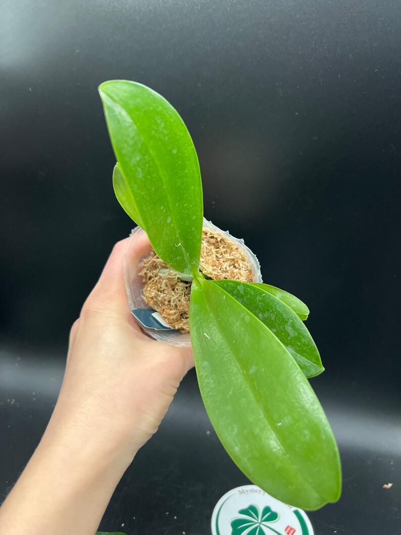 Phal. lueddemanniana x sib, phal species, very fragrant image 9