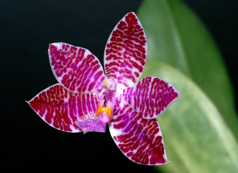 Phal. lueddemanniana x sib, phal species, very fragrant image 4