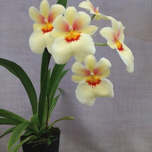 In spike! Miltonia Andrea West AM/AOS, 4'' pot, very fragrant with yellow flowers