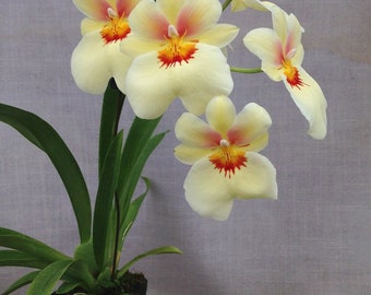 In spike! Miltonia Andrea West AM/AOS, 4'' pot, very fragrant with yellow flowers