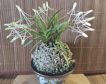 In spike! Neofinetia falcata Hanamatoi 花纏 , rare and very fragrant