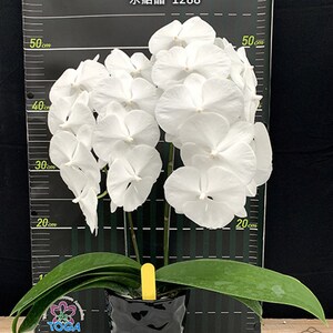 Phal. Charming Crystal Water '1288' - Etsy