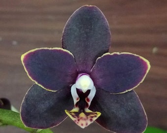 In spike/bloom! Phal. Chiada Stacy '607' — multiflora, long lasting flower