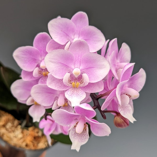 In spike! Phal. Jiaho’s Pink Girl, pinky flowers and fragrant