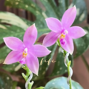 In spike! Phal. Tetra Bell (Phal. bellina var. blue × tetraspis var. coffee)香妃 , very fragrant,