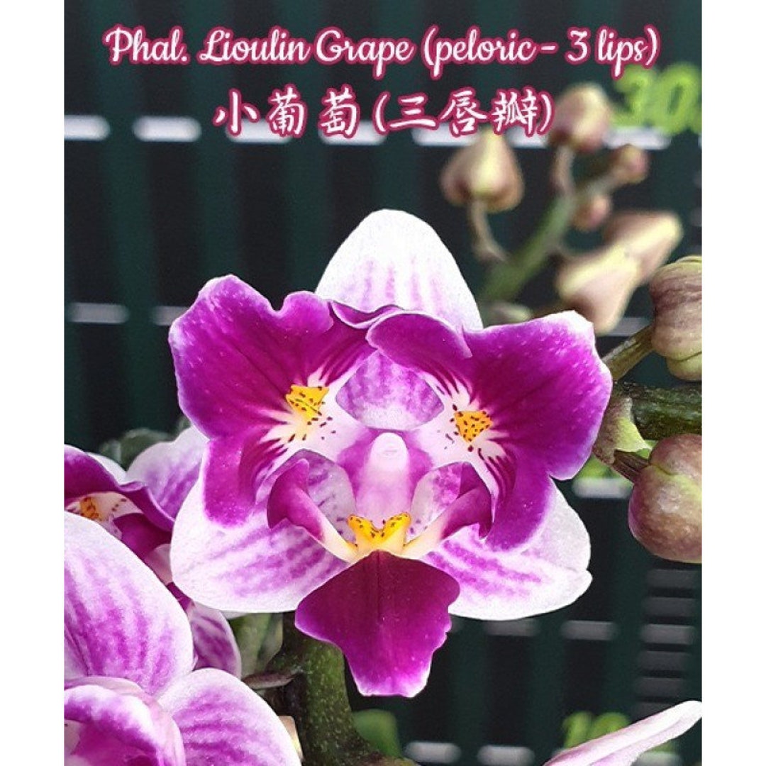 In Spike Phal. Lioulin Grape peloric 3 Lips - Etsy