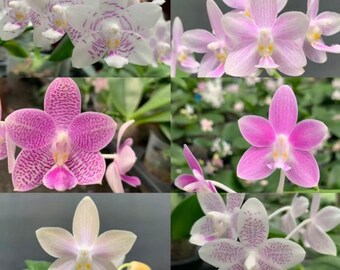 Rare! Phal. SWR Snow Fairy (Snowflake x speciosa’), multifloral, fragrant (F818), 1.7’ seedling